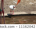 Flamingo  11162042