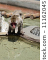 Japanese macaques 11162045