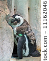 Cape Penguin 11162046
