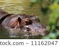 Hippopotamus 11162047