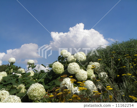 Hydrangea Annabel called Hydrangea's white flower and white cloud 11162254