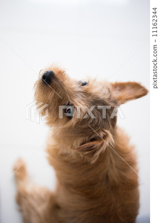 Norfolk Terrier 11162344