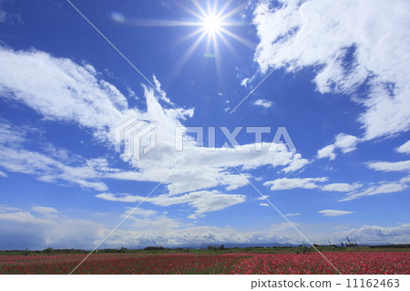 Sunlight in early summer and poppy field in Arakawa Riverbed 11162463