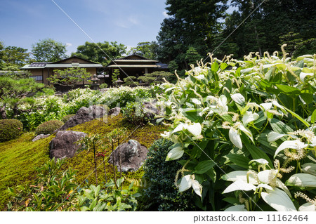 Hansee show 11162464