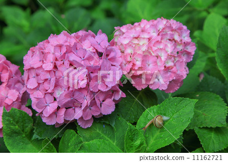 Hydrangea Temple Kurume · hydrangea at Senkoji 11162721