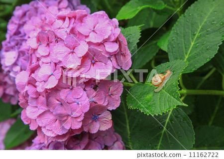 Hydrangea Temple Kurume · hydrangea at Senkoji 11162722