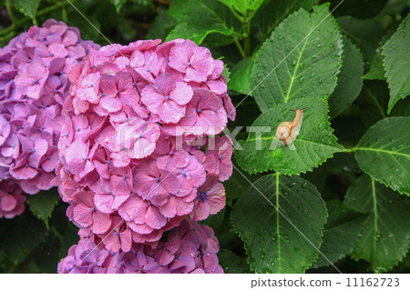 Hydrangea Temple Kurume · hydrangea at Senkoji Hydrangea Temple Kurume · hydrangea at Senkoji 11162723