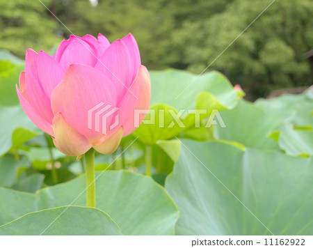 Oga lotus 11162922