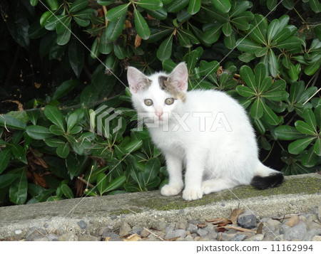 Stray cat kitten 1 Stray cat kitten 1 11162994