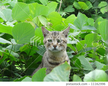 Sneaky cat 11162996