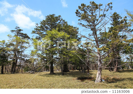 Odaikebara primary forest in early summer Odaikebara primary forest in early summer 11163006