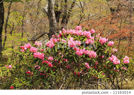 Otagishigahara的杜鵑花，初夏 11163014