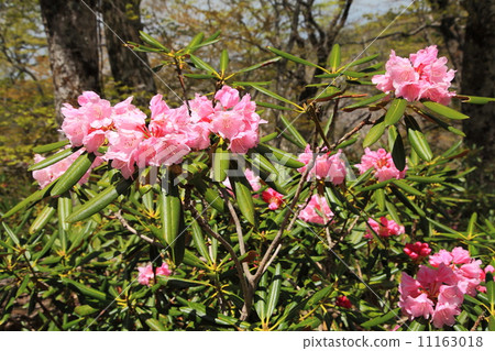 Rhododendron of Otagishigahara, early summer 11163018