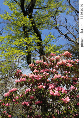 Rhododendron of Otagishigahara, early summer 11163019