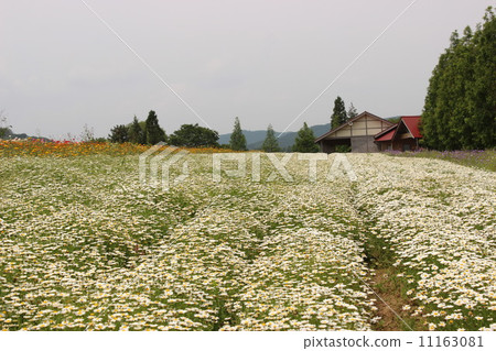 開花在藥草園裡的Menard Aoyamaresort花 11163081