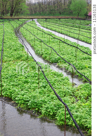 Daio Wasabi Farm Daio Wasabi Farm 11163138