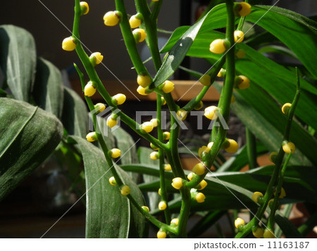 Table palm flower 11163187