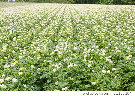 Potato field 11163194