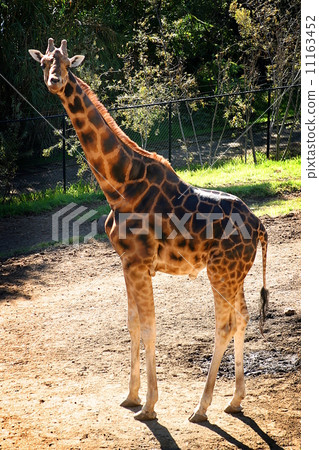 Baringo Giraffe 11163452