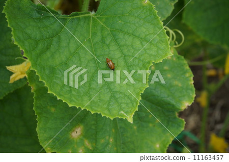 玉米根蟲 11163457