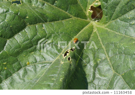 玉米根蟲 11163458