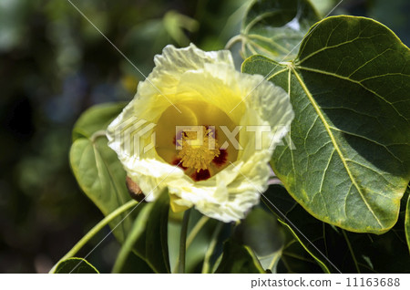 Flower and Leaf. 11163688