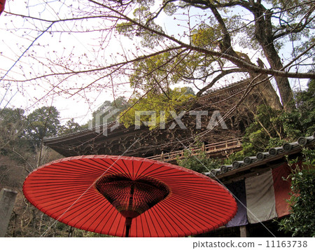 Wild Japanese Umbrella Shakuinji temple Wild Japanese Umbrella Shakuinji temple 11163738