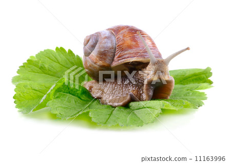 Big garden snail Big garden snail 11163996