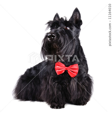 Scotch terrier 11164010