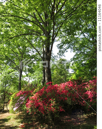 Shimizu Park of Noda City where fresh green and azalea are beautiful 11164046