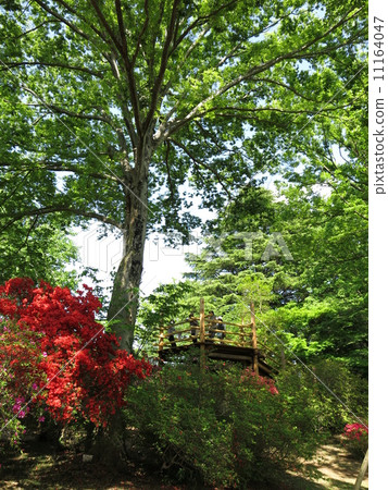 Shimizu Park of Noda City where fresh green and azalea are beautiful Shimizu Park of Noda City where fresh green and azalea are beautiful 11164047