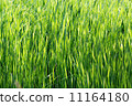 Bulrush thickets 11164180
