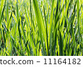 Scirpus closeup 11164182