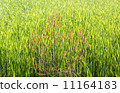 Dried wood 11164183