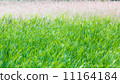 Bulrush thickets 11164184