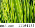 Scirpus closeup 11164185