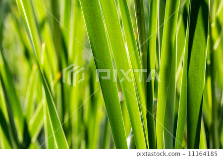 Scirpus closeup 11164185