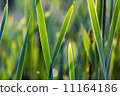 Bulrush thickets closeup 11164186