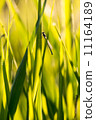 Bulrush thickets 11164189
