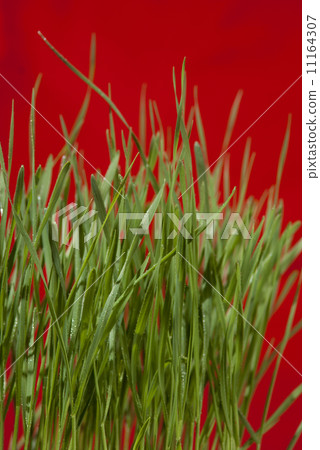 green grass green grass 11164307