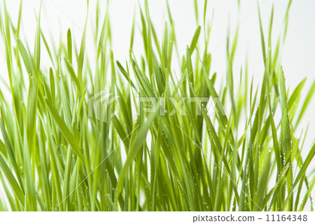 green grass green grass 11164348