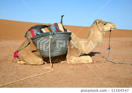 White dromedary White dromedary 11164547