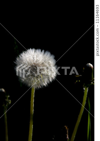 Dandelion's fluff 11164693