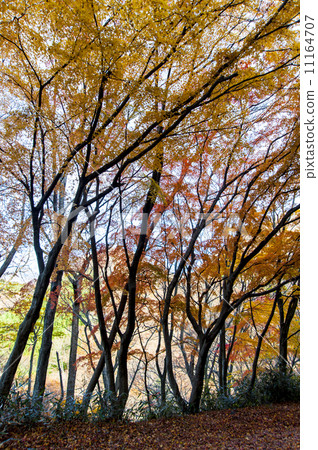 Autumn leaves in the forest Autumn leaves in the forest 11164707