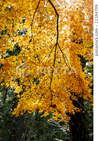 Brilliant red leaves Brilliant red leaves 11164709