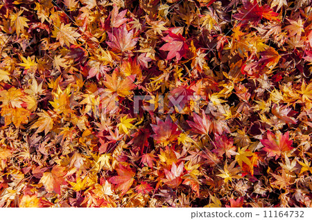 Bright autumn leaves 11164732