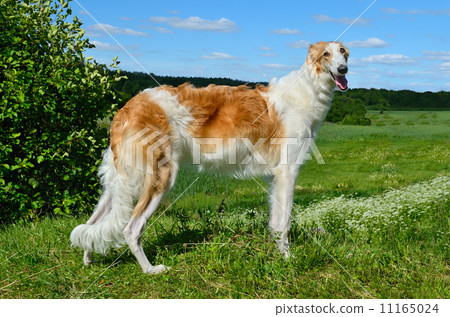 Borzoi dog 11165024