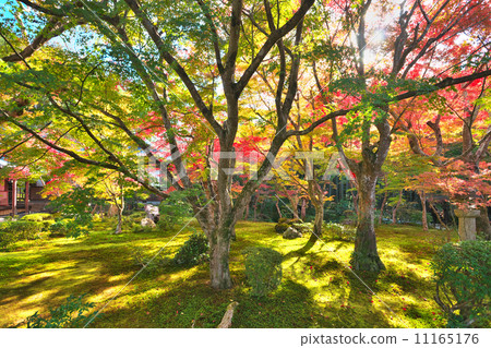 Jincheon's Genkoji 11165176