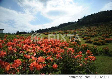 Ranged azalea 11165187
