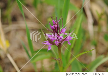 Hakusan Chidori 11165188